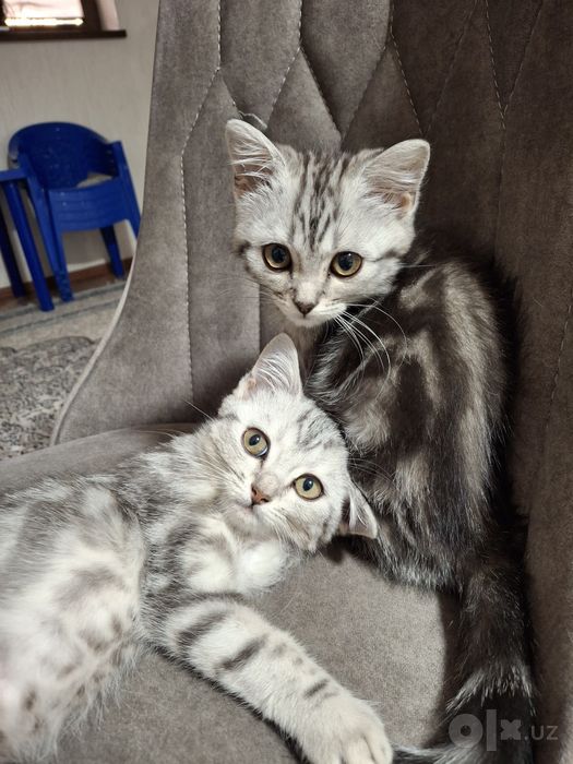 Продаю котят британские длиношерстки
