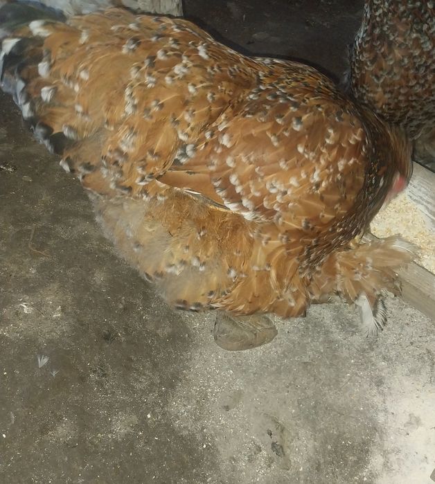 2 cocosi si 4 gaini brahma portelan...locatia Pitesti...