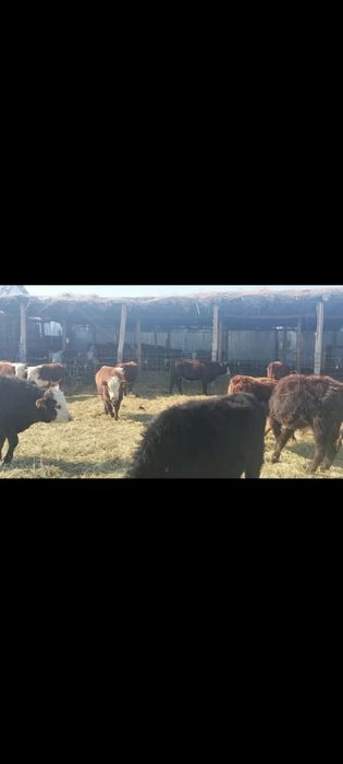 букалар сатылады 80 бас 330 мыннан