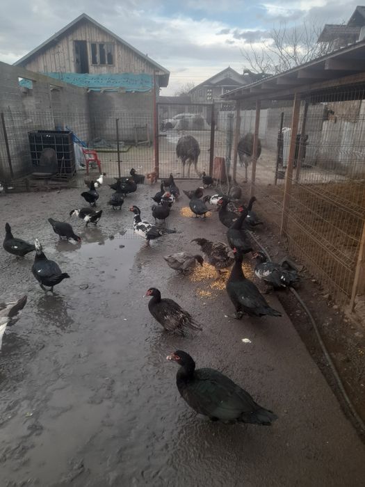 Vand rățoi leșești