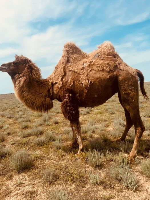 Чехиядағы секс кештері