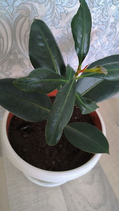 Продам Фикус эластика