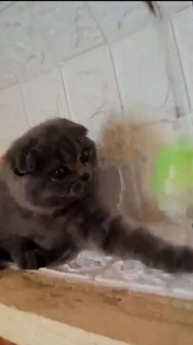 Scottish fold blue  shorthair