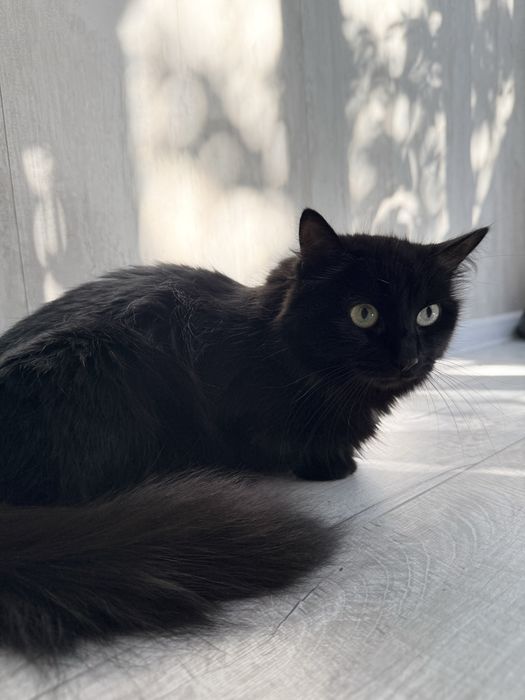 Отдадим кошечку в хорошие руки