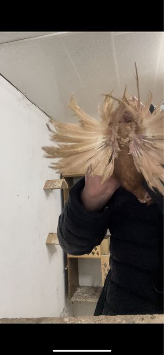 Голубка желтый самка