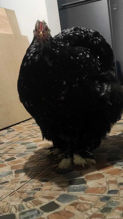 Disponibile oua cochinchina uriaș bobat