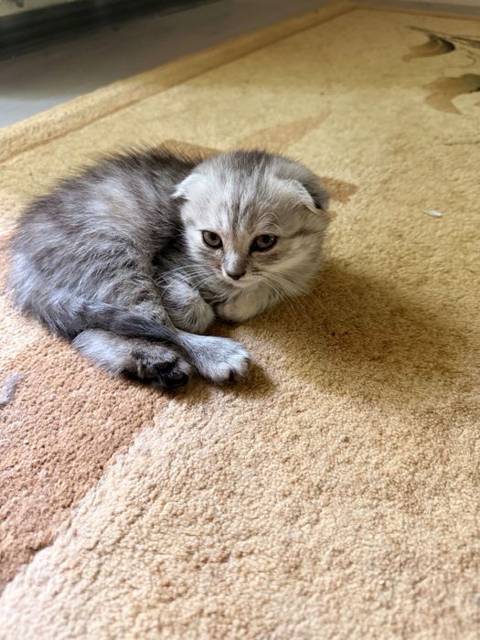 Продаются Котята Скотиш фолд