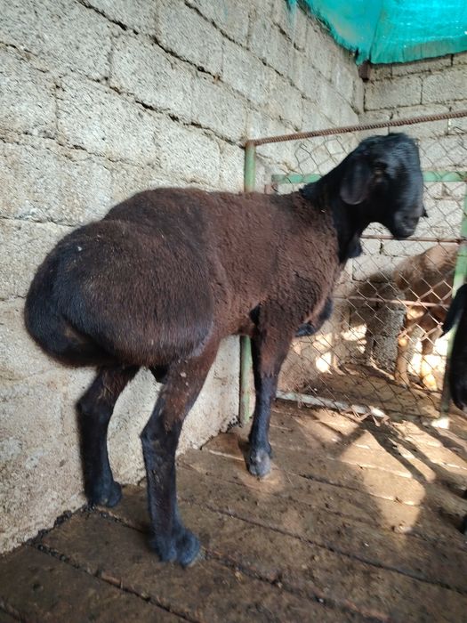 Куй ва кучкорлар оптом сотилади