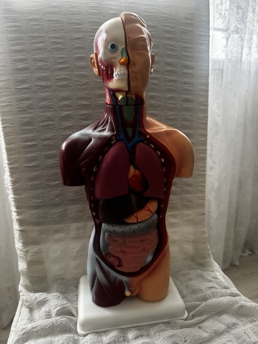 Медицинский маникен