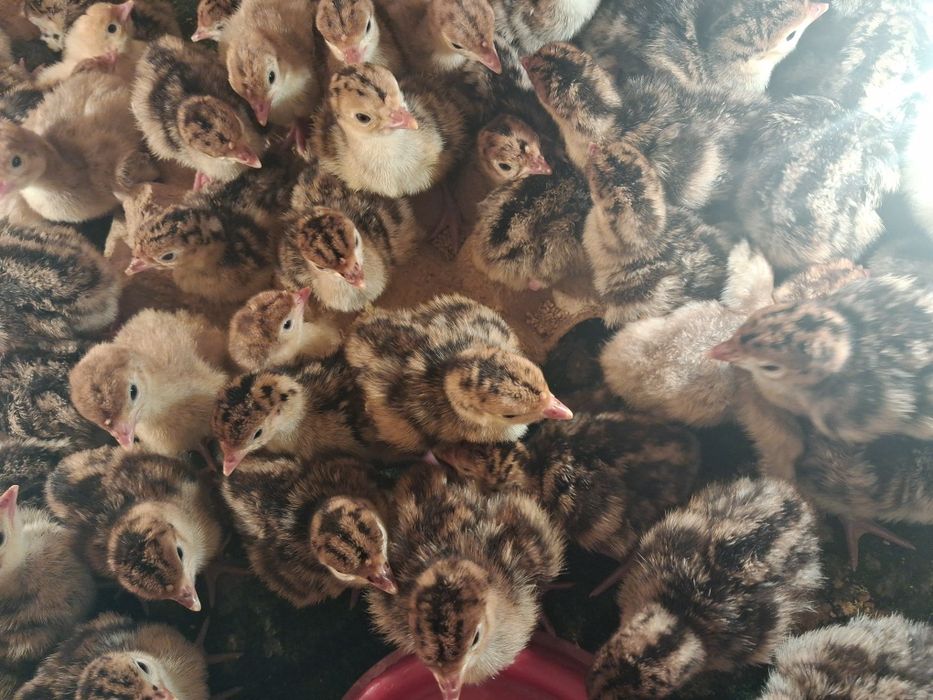 Индюшата пароды бронза 708