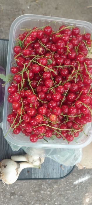 Продаётся красная и белая смородина