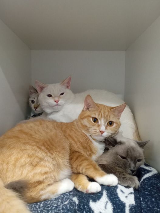 Продаем котят, уличных