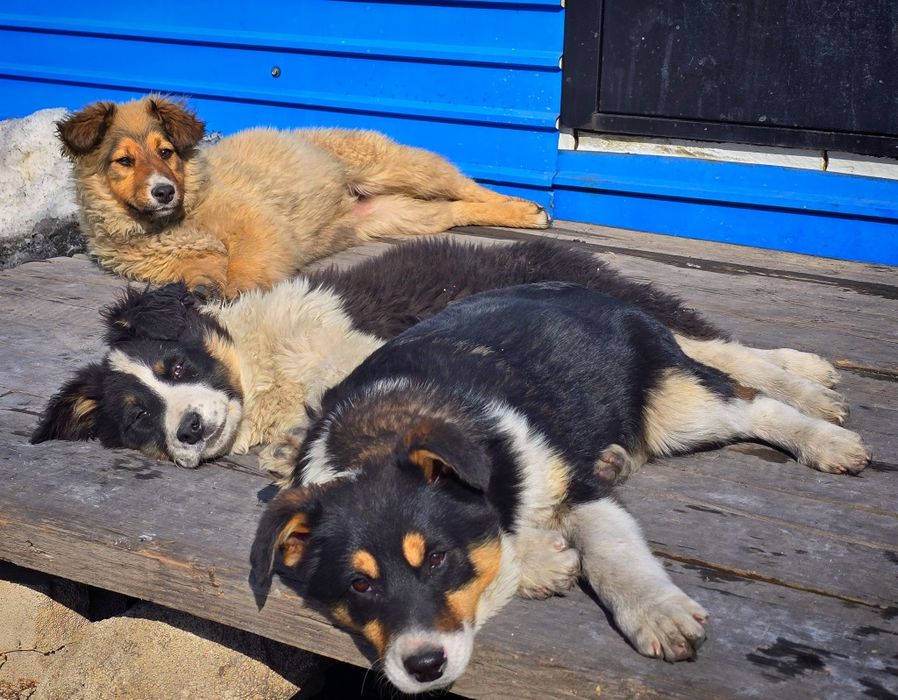 Собака щенок в добрые руки (3 месяца, девочка)