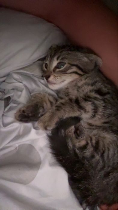 pisicuta spre adoptie!!