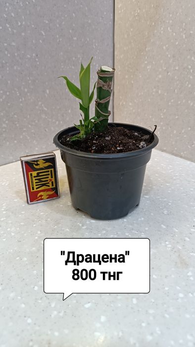 Продам комнатные цветы