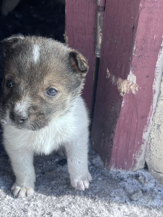 Отдам Щенят добрые руки