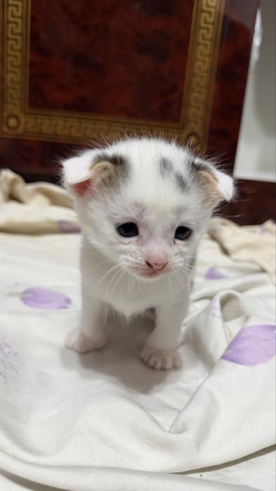 Вислоухие котята
