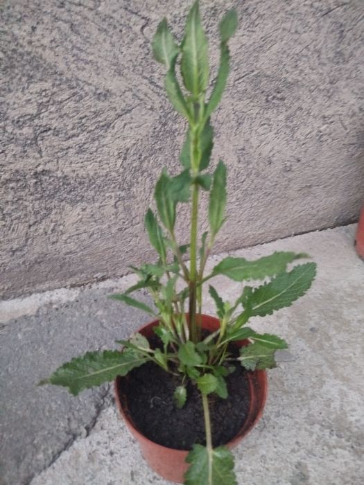 Продам    шалфей
