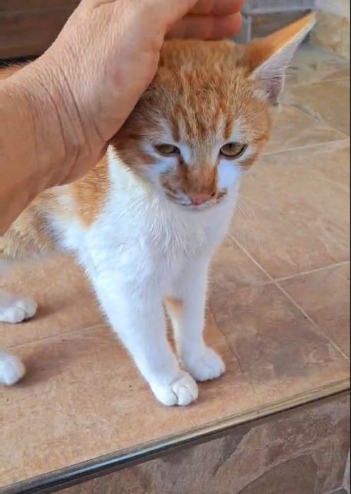 Мъжко коте на 7 месеца  търси своя дом