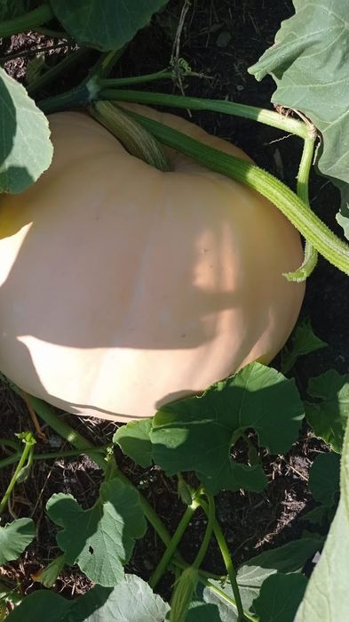 Продам тыкву домашниб