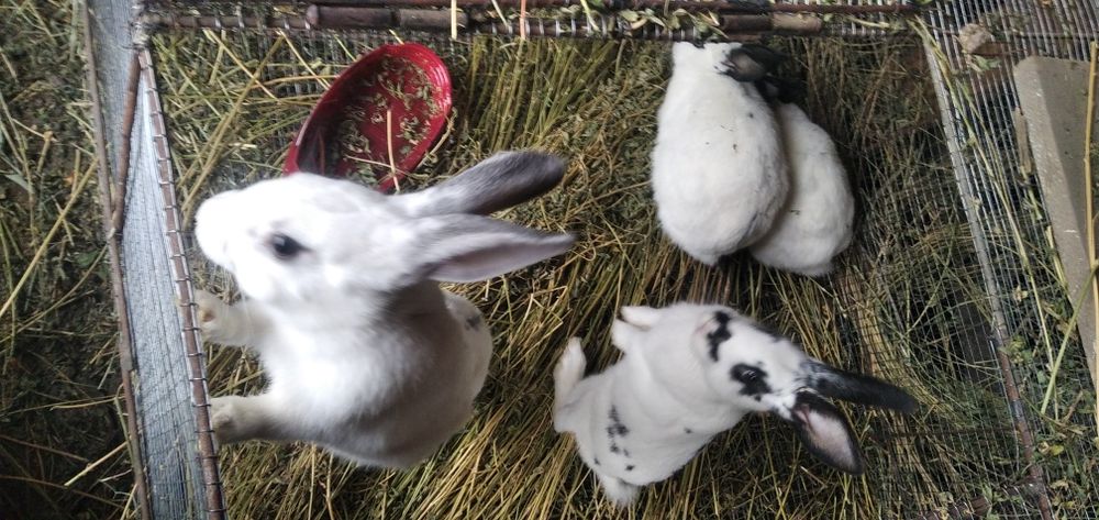 Куйонлар сотилади