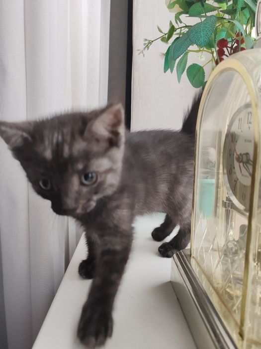 Котята полубританцы бесплатно