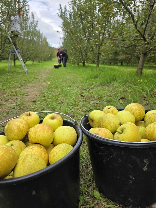 Direct Producator | Vanzare mere 1 leu / kg pentru suc, tuica, patiserie etc.