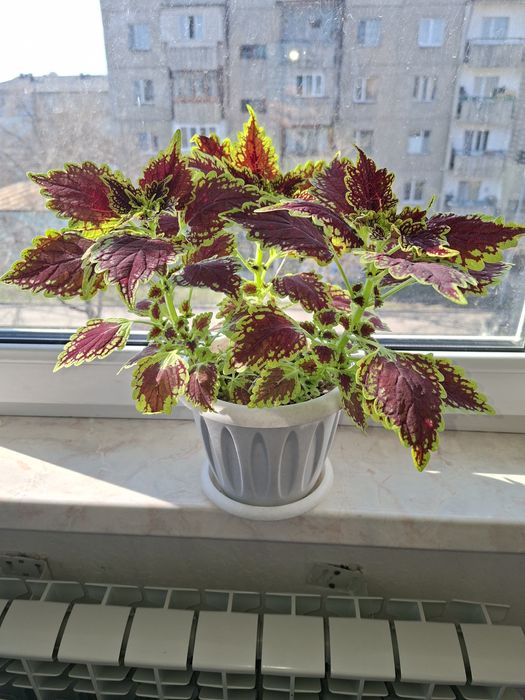 Комнатные цветы - Колеус