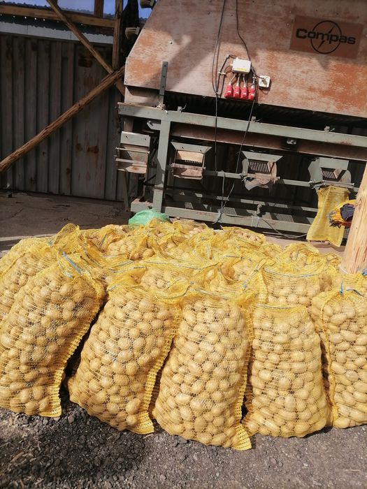 Семена картофи сорт Сорая и Белмондо 70ст.