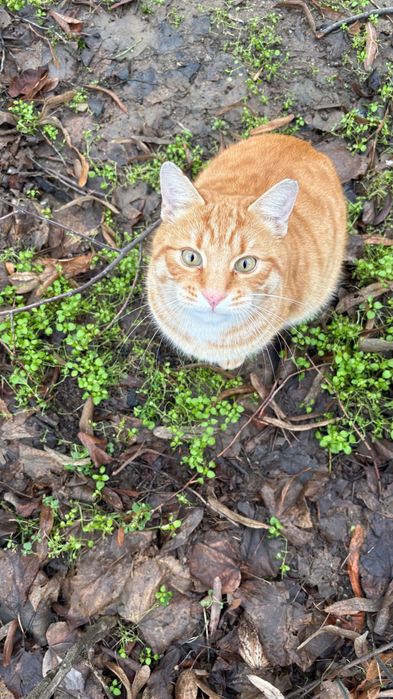 Portobello, motanel portocaliu castrat pentru adoptie