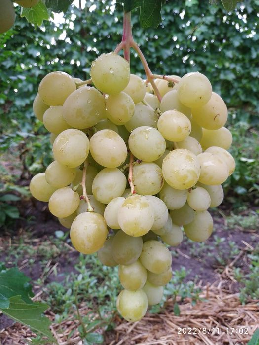 Butași Viță De Vie Anul 3 De Vegetație