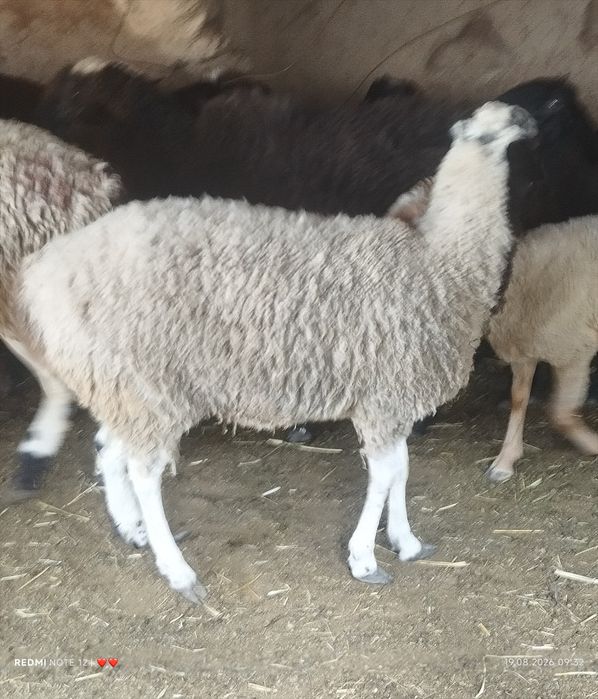 Продам  барана девочка