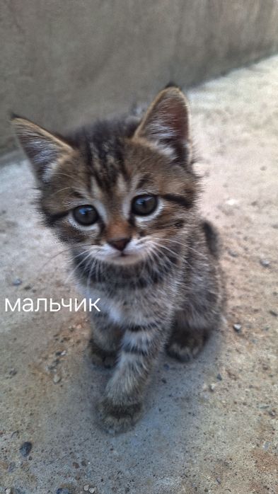 продаются котята