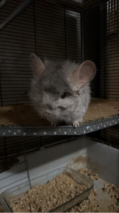 шиншиллы, ручные