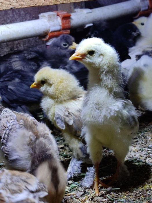 Хар хил зотли жужалар сотилади