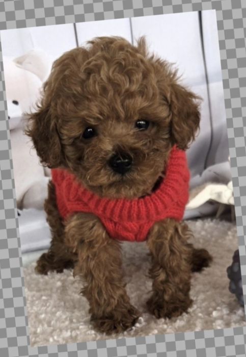 Пудел той /Poodle toy /с генетични  тестове на родословие