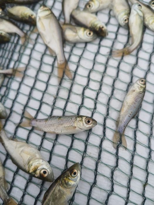 vand puiet/puet peste novac