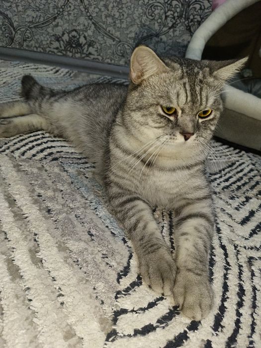 Продаётся кот. Цена договорная.