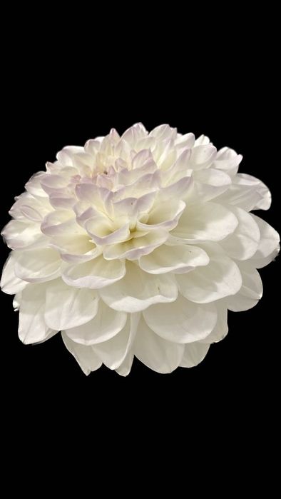 Картина за стилна декорация