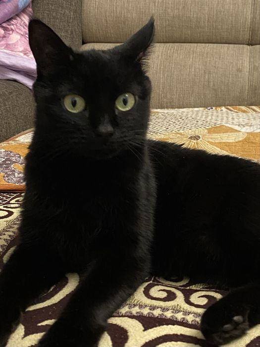 Передам Кошку в добрые руки