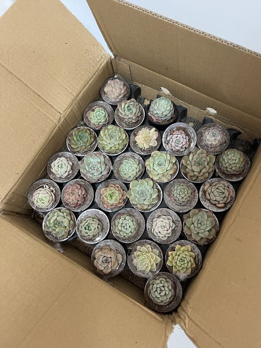 Тойбастар суккуленты