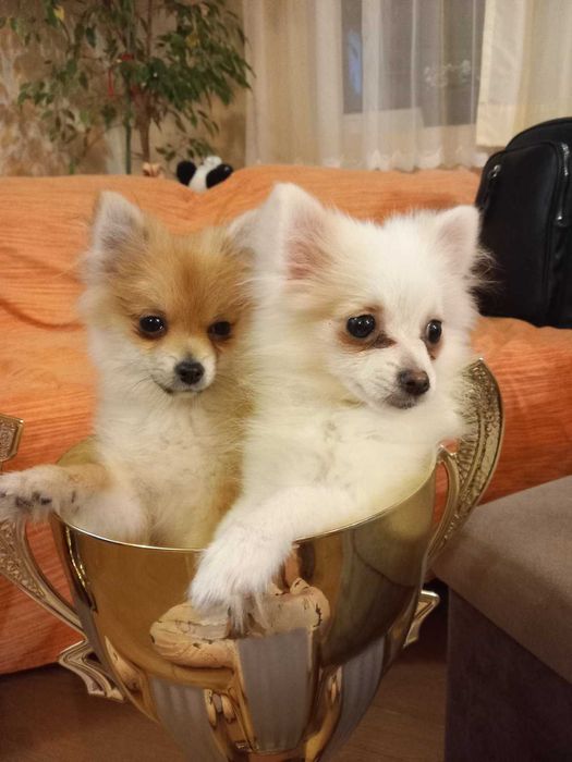 Продавам мини шпицове