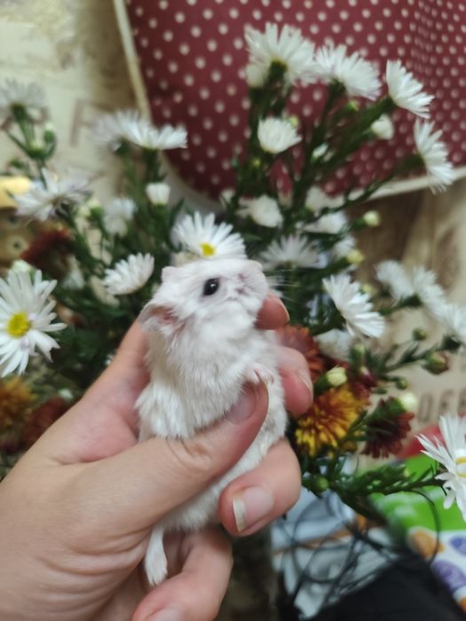 Отдам бесплатно хомяков с клеткой