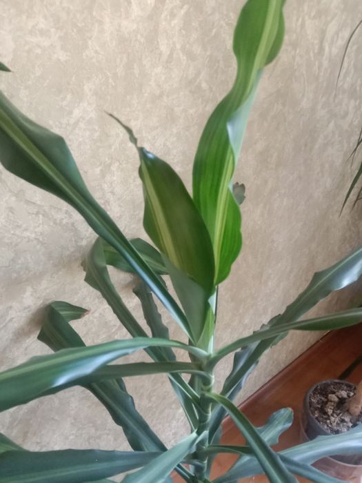 Комнатное растение