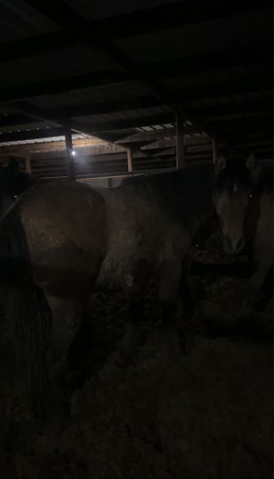 Жеребец Мугалжар