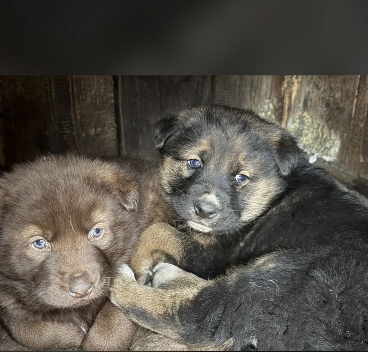 Отдам щенят город Семей