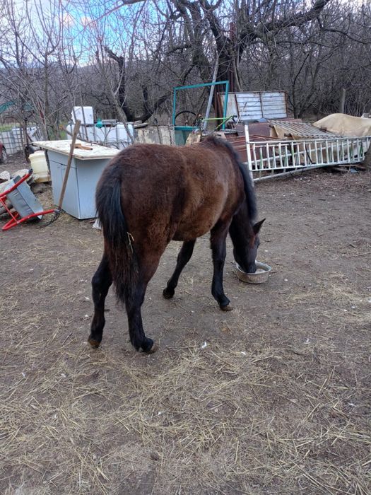 7- месечна кобила