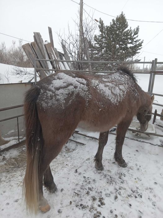 Продаётся жеребец- айгыр