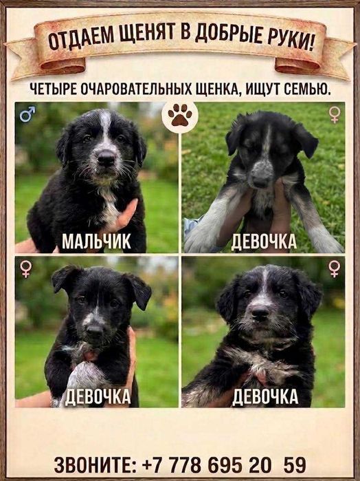 Щенки в добрые руки