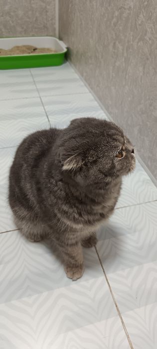 Продам кошку висаухи